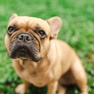 The Best Tear Stain Removers for French Bulldogs