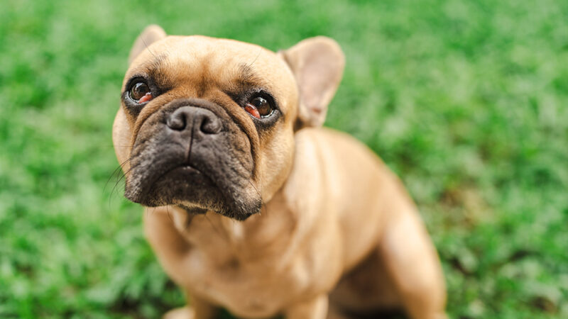 The Best Tear Stain Removers for French Bulldogs