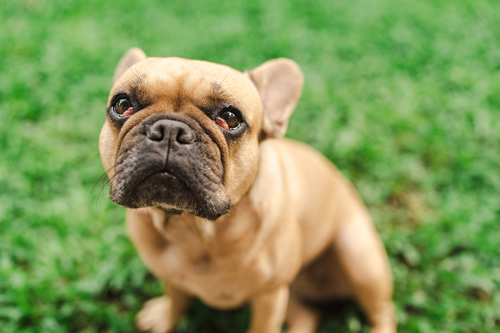 The Best Tear Stain Removers for French Bulldogs