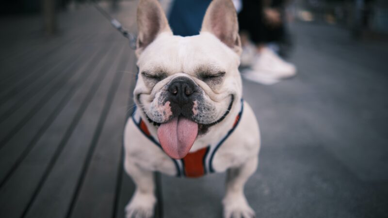 When Do French Bulldogs Calm Down?