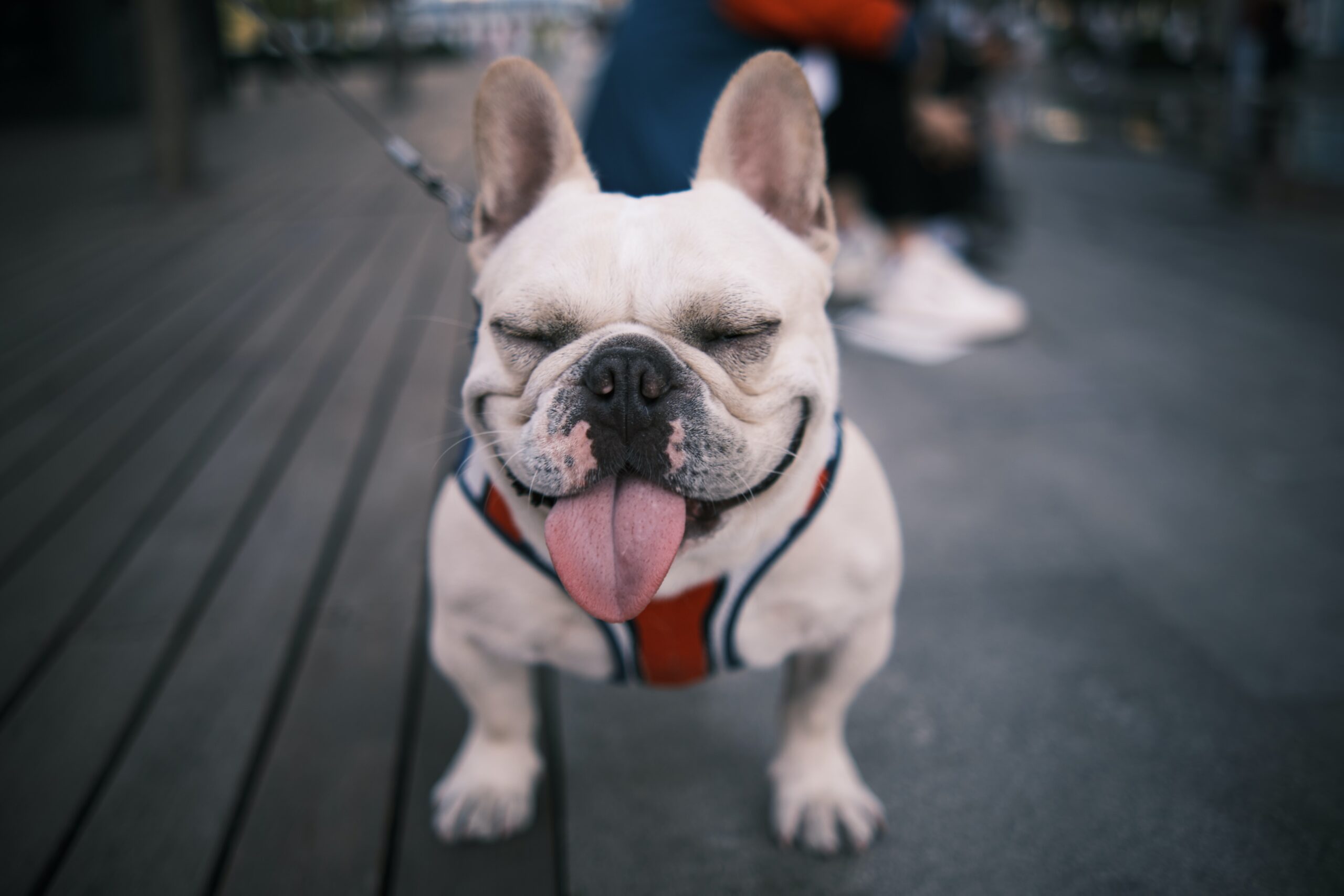 When Do French Bulldogs Calm Down?