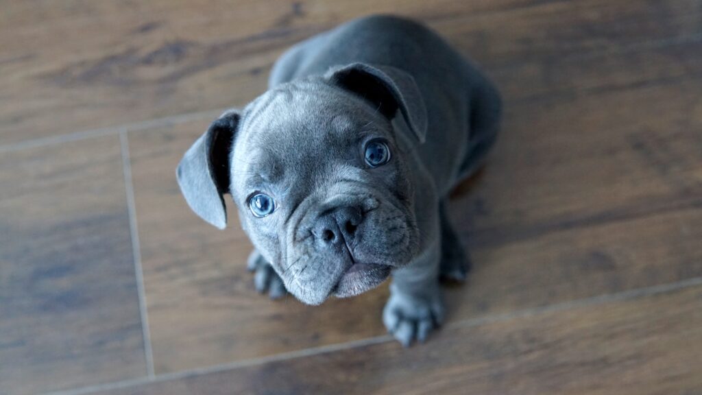 How Much to Feed Your French Bulldog Puppy