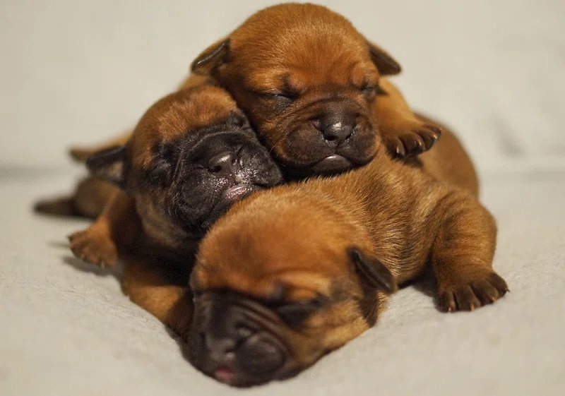 How to take care of newborn french bulldog puppies