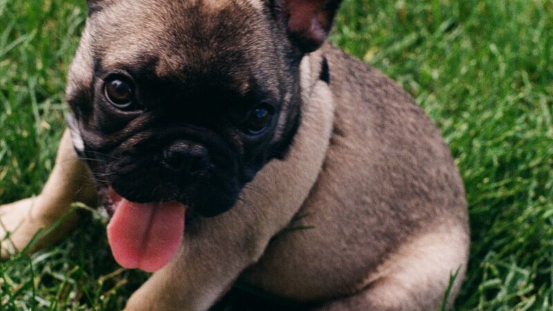 Do French Bulldogs Drool Excessively and Why? Understanding the Reasons and Solutions