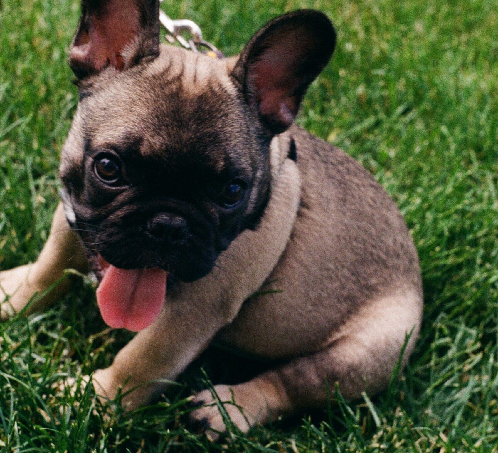 Do French Bulldogs Drool Excessively and Why? Understanding the Reasons and Solutions