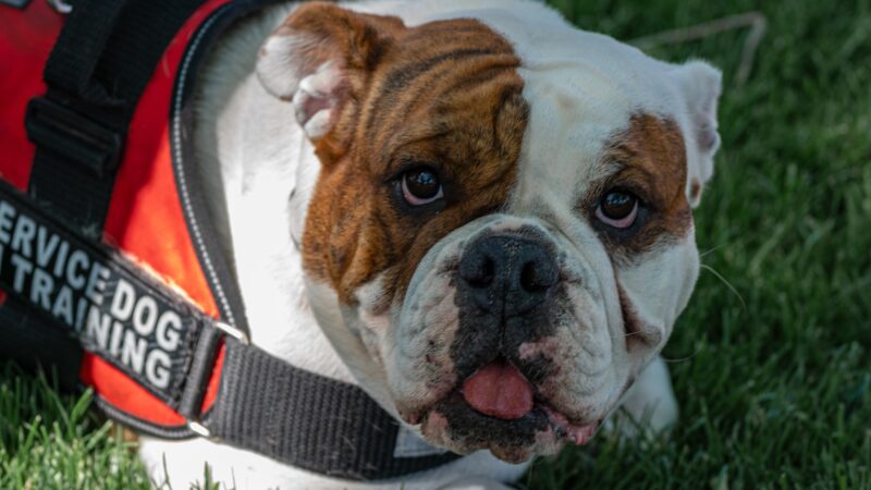 Can a French Bulldog Be a Service Dog? 