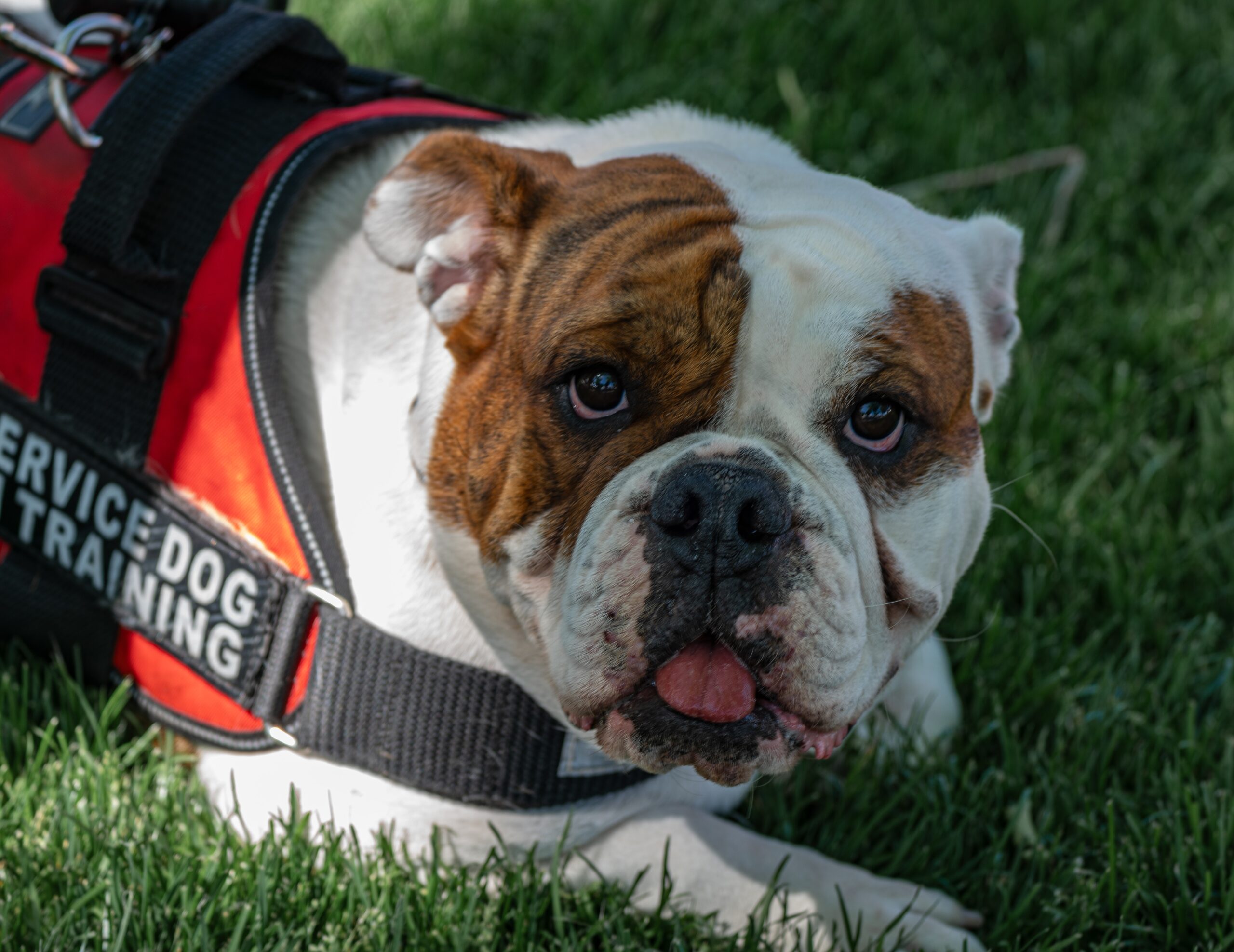 Can a French Bulldog Be a Service Dog? 