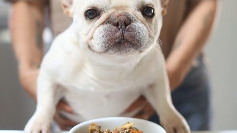 The Best Home Cooked Meals for French Bulldogs