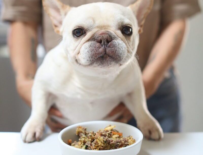 Best home cooked meals for French Bulldogs