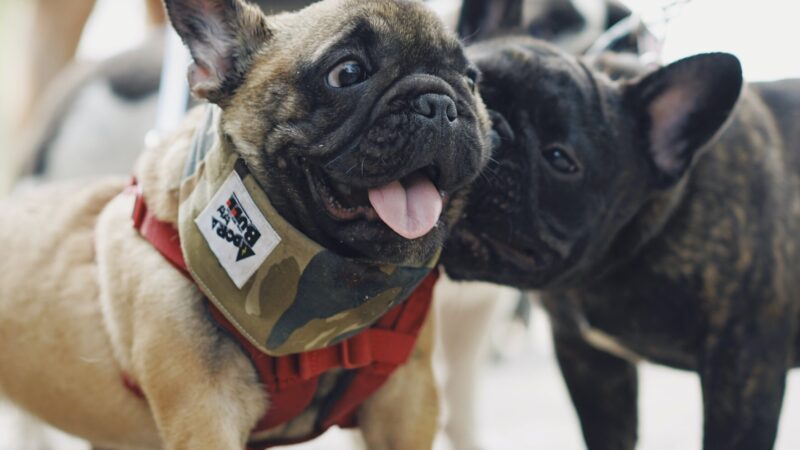 Are French Bulldogs Easy to Train? Everything You Need to Know