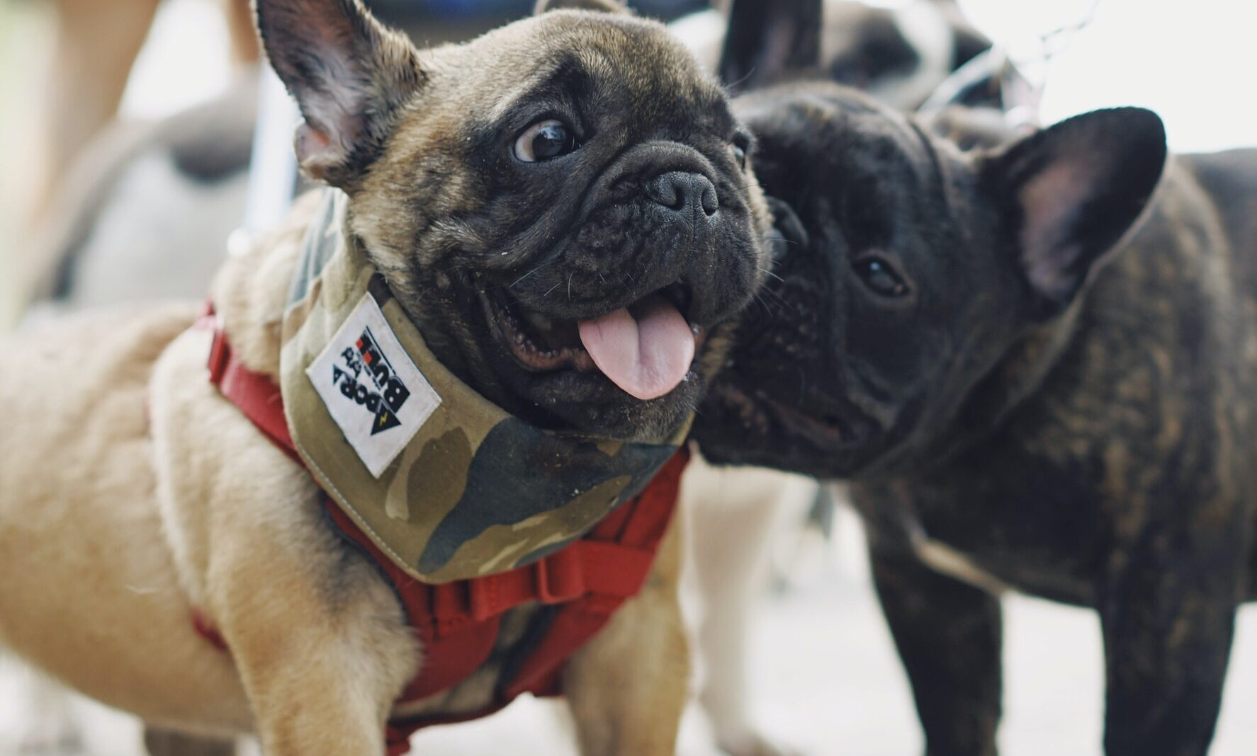 Are French Bulldogs Easy to Train? Everything You Need to Know