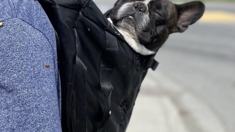 The Ultimate Guide to the Best French Bulldog Backpack Carriers