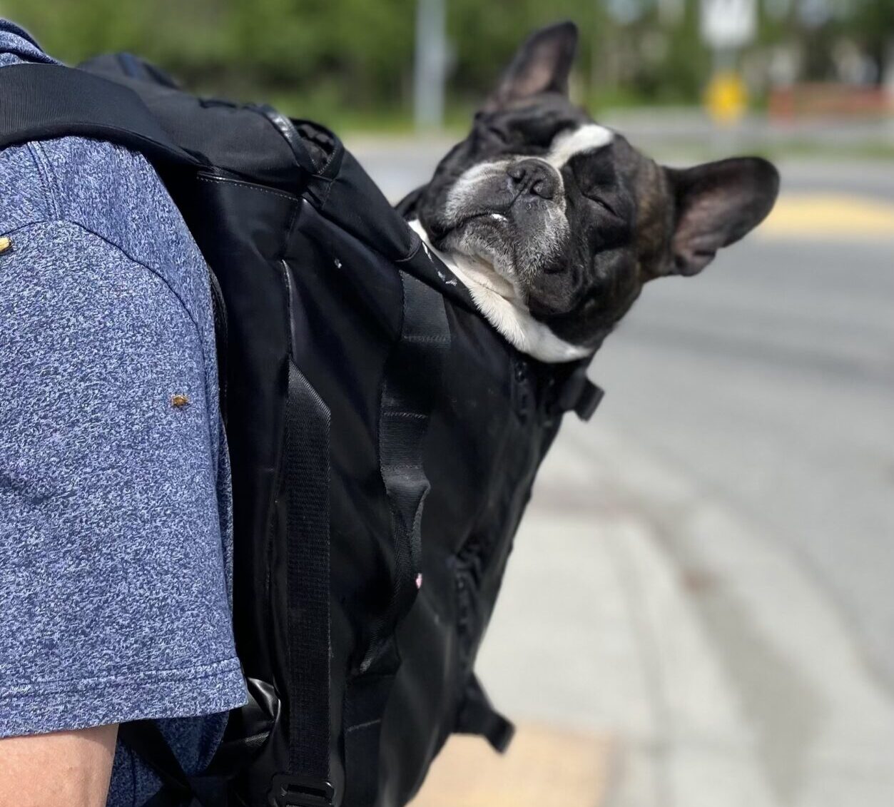 The Ultimate Guide to the Best French Bulldog Backpack Carriers