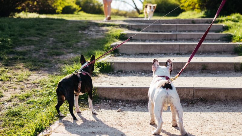 The Best Leashes for French Bulldog – A Detailed Guide