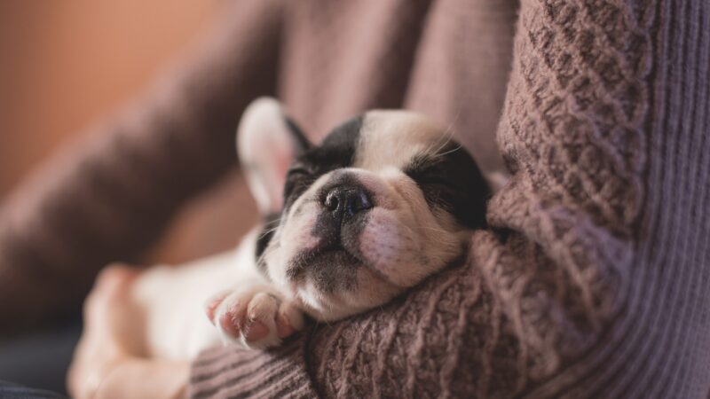 When Do French Bulldogs Stop Growing? A Comprehensive Guide for Owners