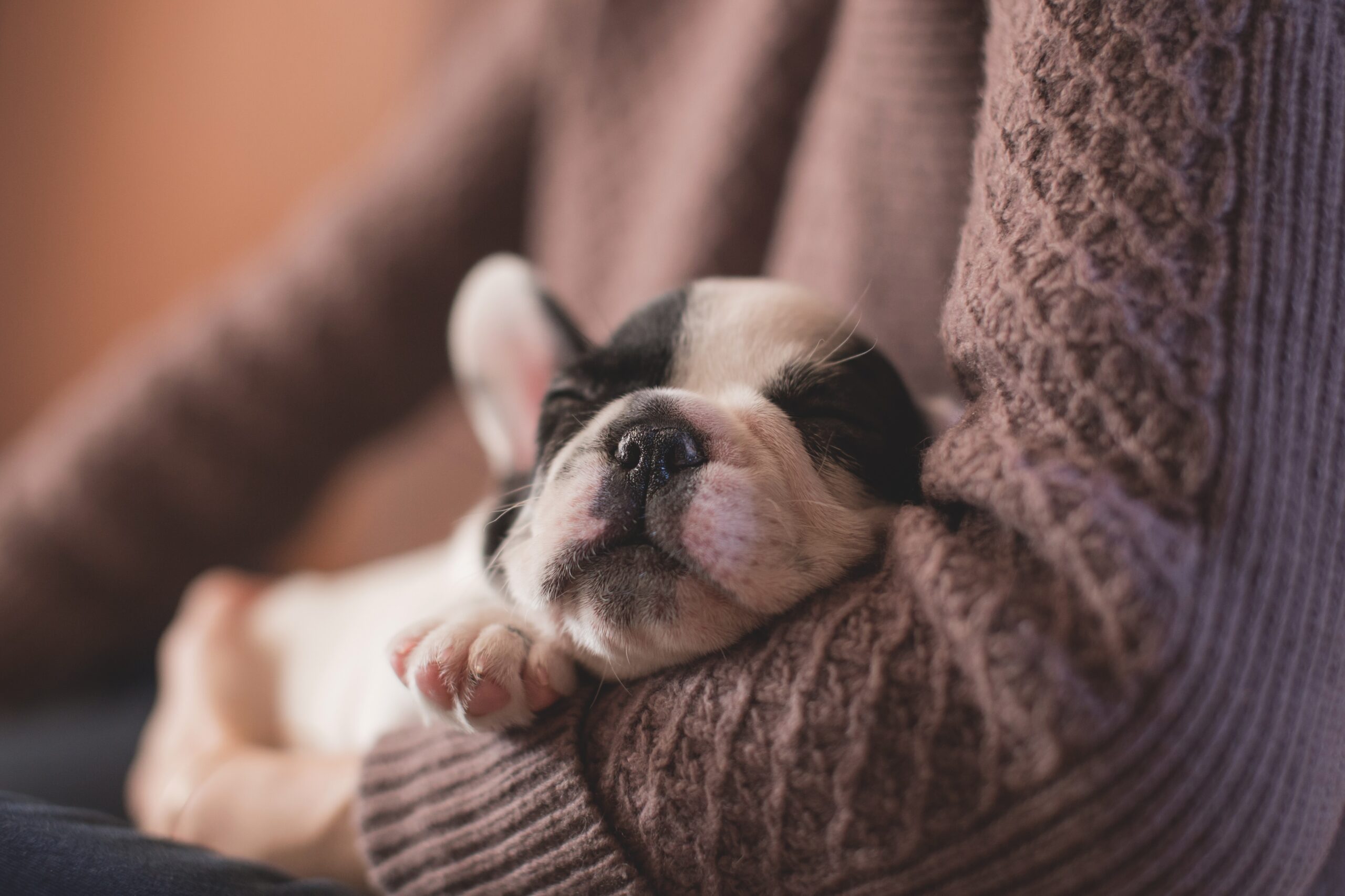 When Do French Bulldogs Stop Growing? A Comprehensive Guide for Owners