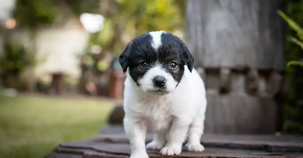 French Bulldog Cavalier mix