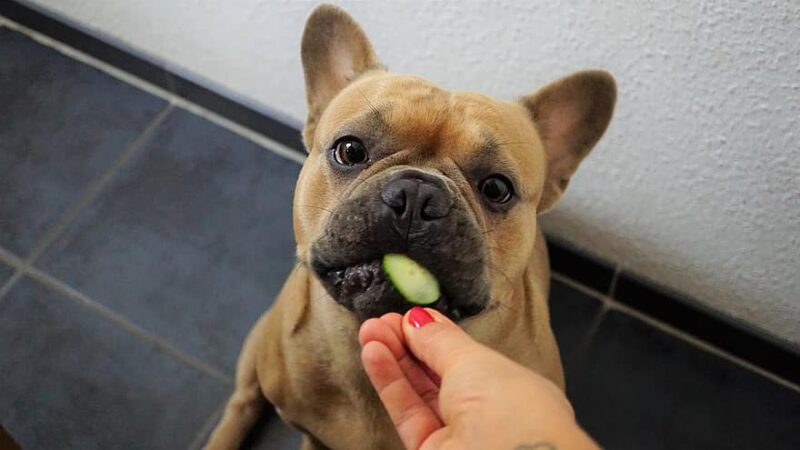 What Vegetables Can French Bulldogs Eat? A Comprehensive Guide￼