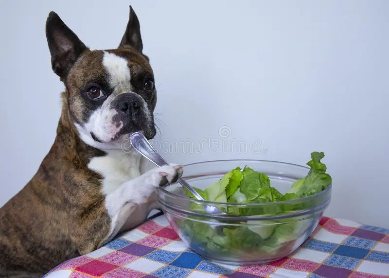 What vegetables can French Bulldogs eat