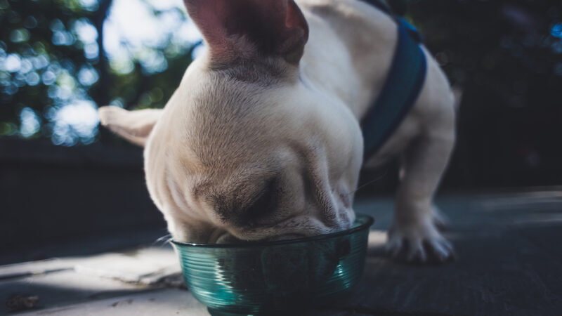 The Best Canned Dog Food for French Bulldogs