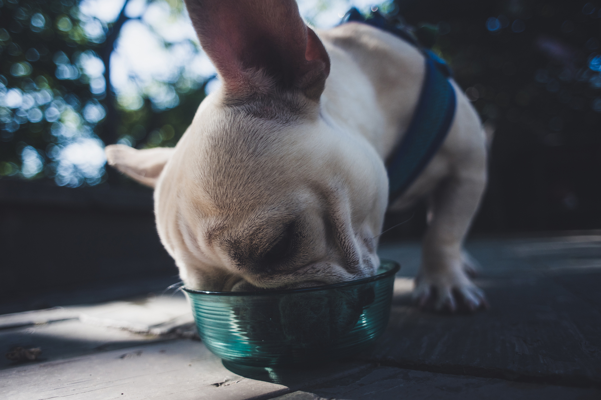 The Best Canned Dog Food for French Bulldogs