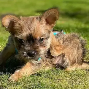 The Unique Blend of Two Breeds: Unveiling the French Bulldog Yorkie Mix (Frorkie)