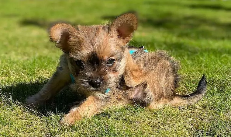 The Unique Blend of Two Breeds: Unveiling the French Bulldog Yorkie Mix (Frorkie)