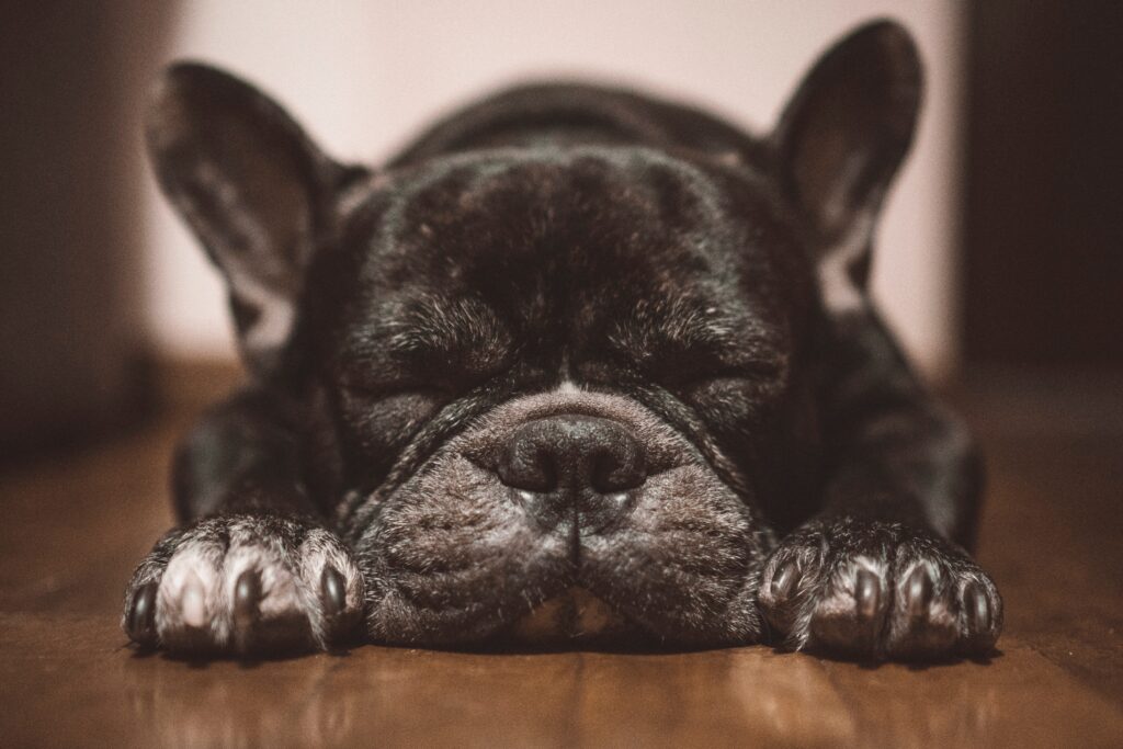 When Do French Bulldog Ears Stand Up?
