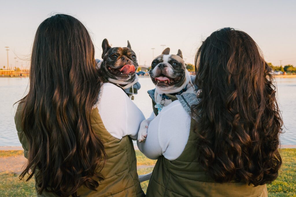 Male vs female french bulldog