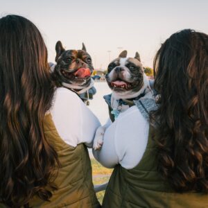 Male vs Female French Bulldog: A Guide on Which Is Right for You