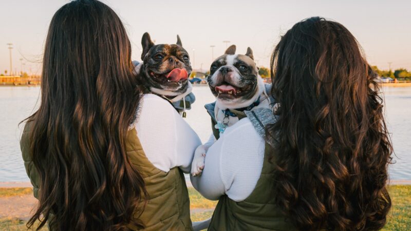 Male vs Female French Bulldog: A Guide on Which Is Right for You