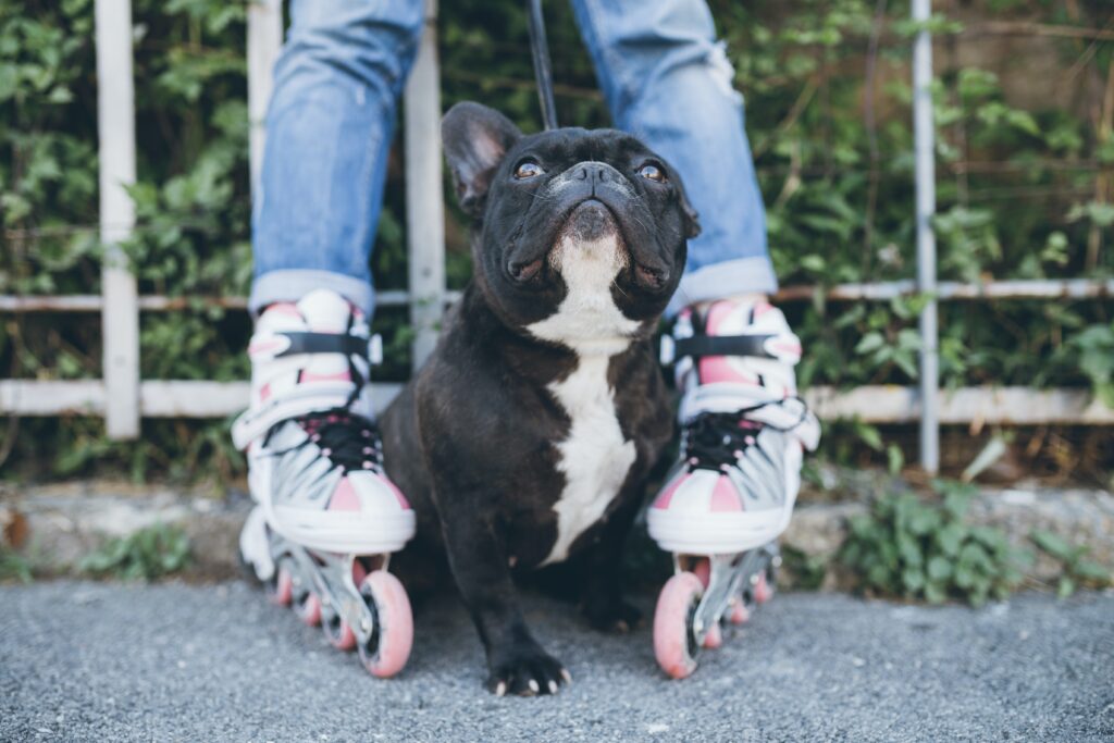 When Do French Bulldogs Calm Down?