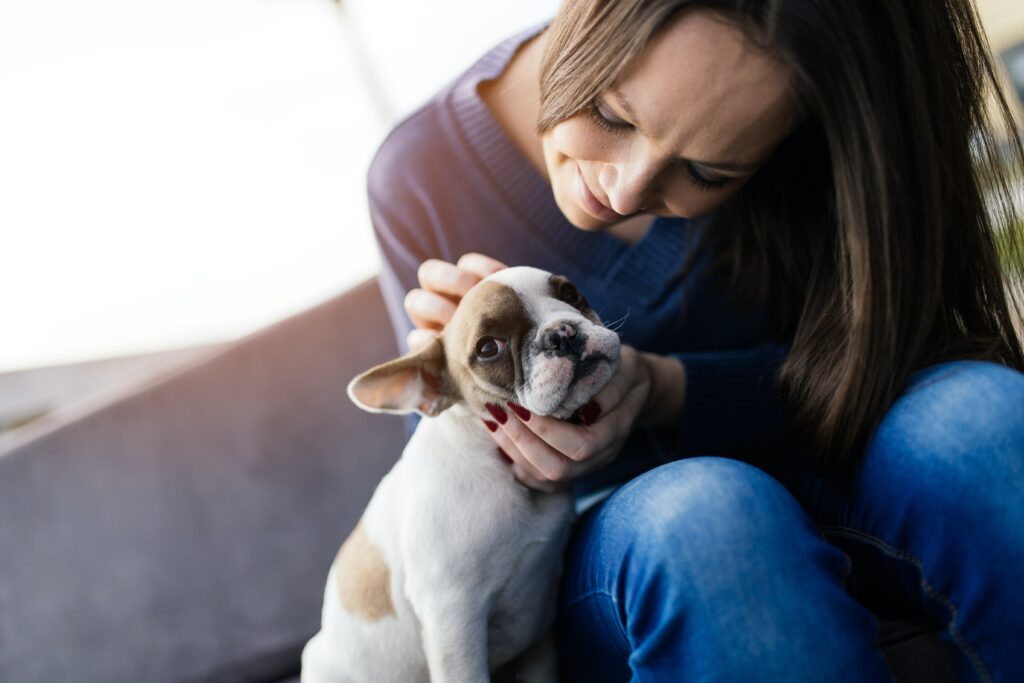 When Do French Bulldogs Stop Growing