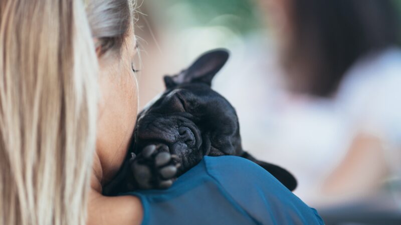 Are French Bulldogs Cuddly: A Delightful Exploration of Their Affectionate Nature
