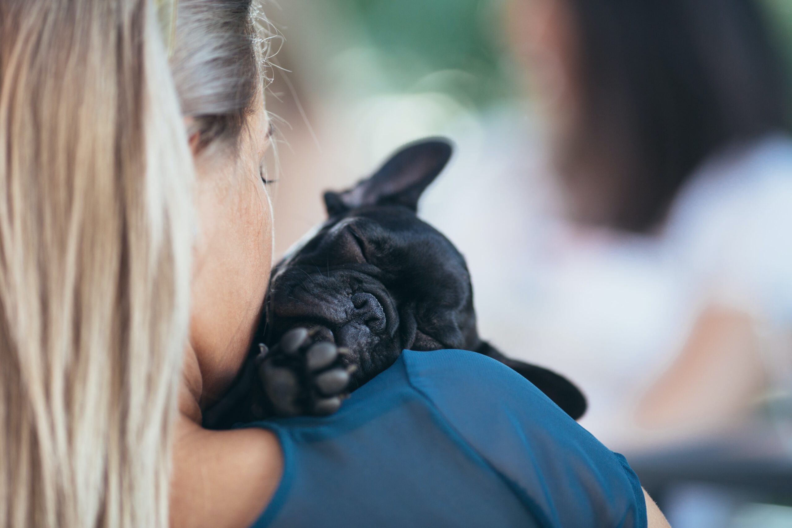 Are French Bulldogs Cuddly: A Delightful Exploration of Their Affectionate Nature
