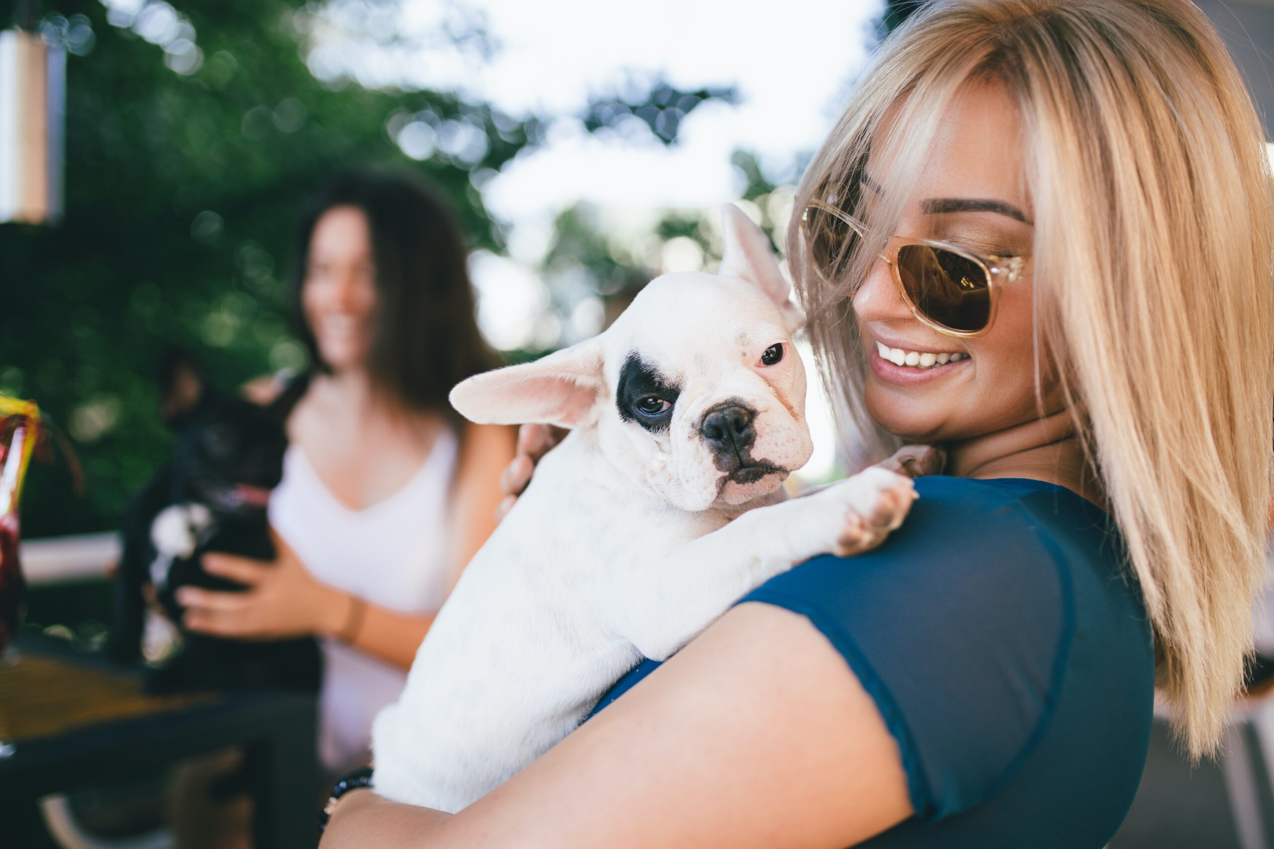 Selecting the Best Breeders for French Bulldogs in USA: Our Top Picks