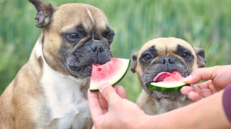 The Ultimate Guide to the Best Vitamins for French Bulldogs in 2023
