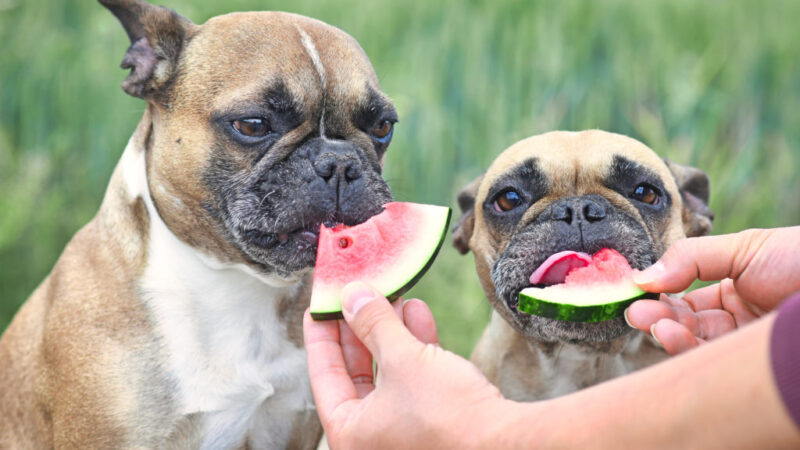 The Ultimate Guide to the Best Vitamins for French Bulldogs in 2024