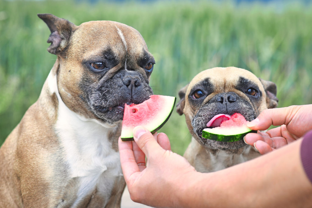 The Ultimate Guide to the Best Vitamins for French Bulldogs in 2024