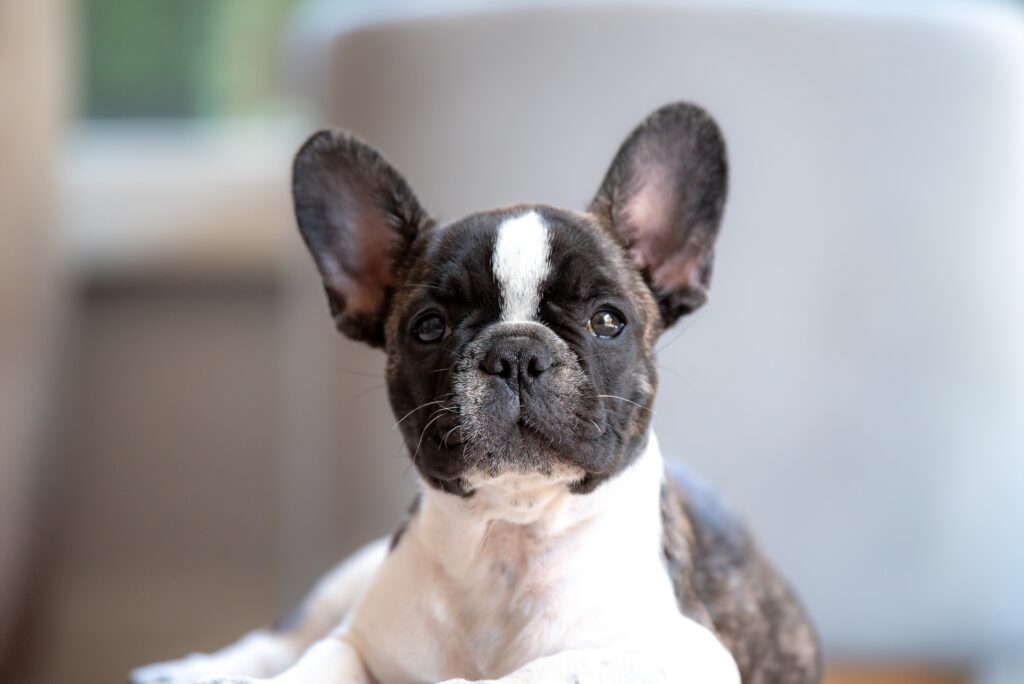 When Do French Bulldogs Stop Growing