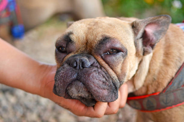 French Bulldog red eyes