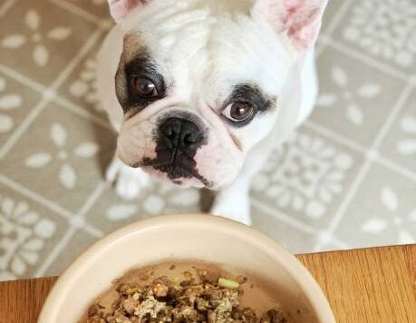 Best home cooked meals for French Bulldogs