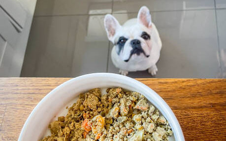 Best home cooked meals for French Bulldogs