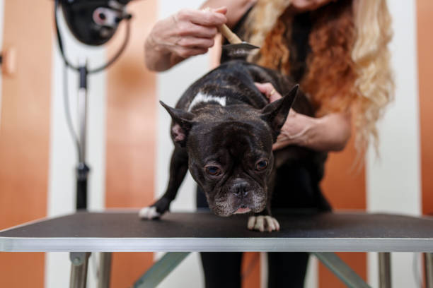 Do French Bulldogs have hair or fur