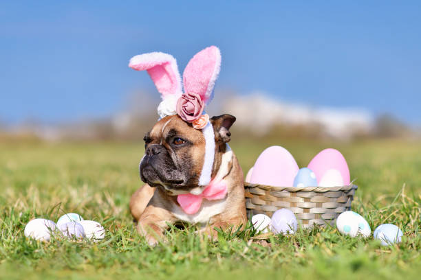 Can French Bulldog Eat Eggs? What You Need to Know