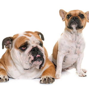 Unraveling the Mysteries: French Bulldog vs American Bulldog