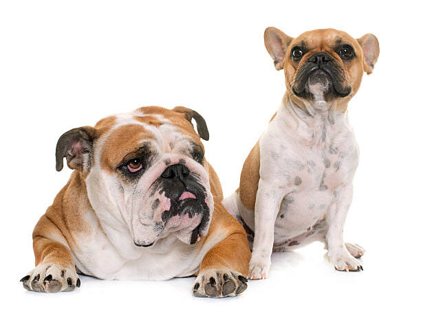 Unraveling the Mysteries: French Bulldog vs American Bulldog