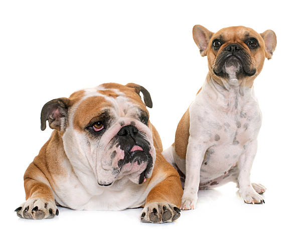 Unraveling the Mysteries: French Bulldog vs American Bulldog