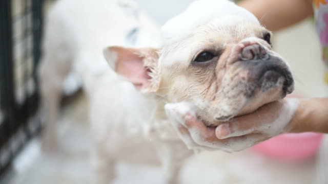 The Best Soaps for French Bulldogs: Ultimate Guide for 2024