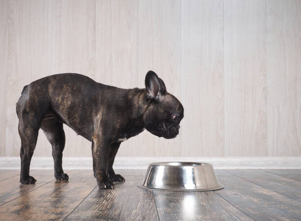 The Best Dry Food for Your French Bulldog Puppy